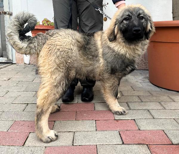 VIENNA CUCCIOLA PASTORE DEL CAUCASO Foto 6